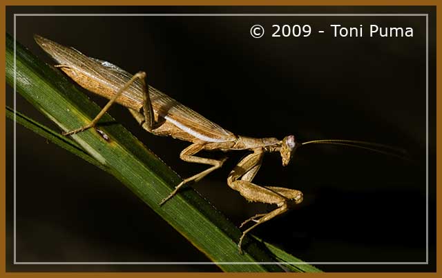 Piccola mantide siciliana